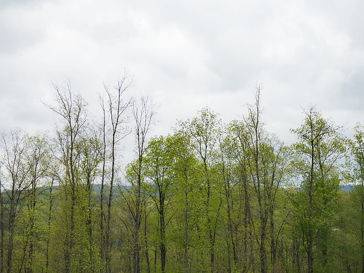 withered trees under nimbus clouds