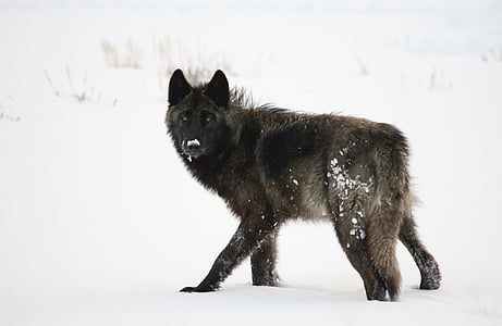black wolf on white snowy field thumbnail