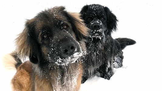 short-coat brown and black puppies on snow field thumbnail