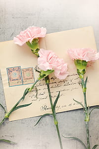 three pink petaled flowers thumbnail