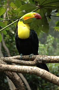 black and yellow toucan on tree bark thumbnail