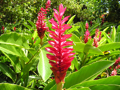 pink petaled flower thumbnail