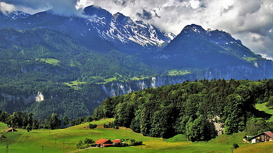 landscape photography of trees thumbnail