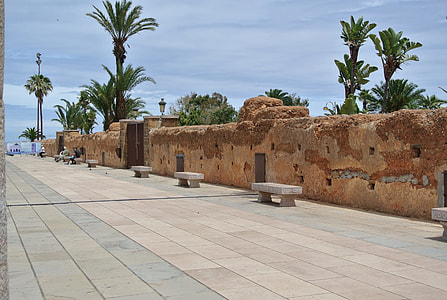 palm trees inside vicinity with concrete walls thumbnail