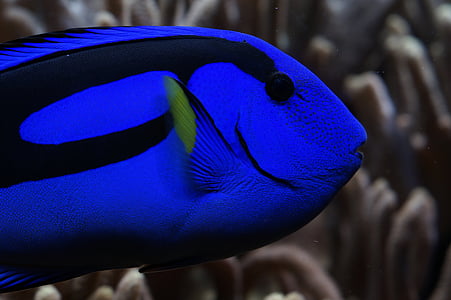 Blue tang fish thumbnail