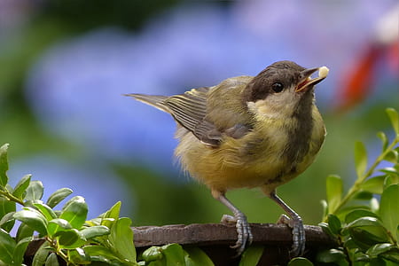 Yellow Brown Bird Perch on Tree thumbnail