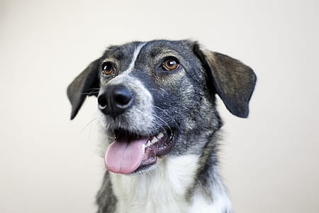 closeup photo of a medium short-coated white and tan dog thumbnail
