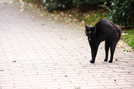 black cat on concrete pavement thumbnail