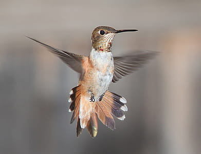 White Brown and Black Hummingbird thumbnail