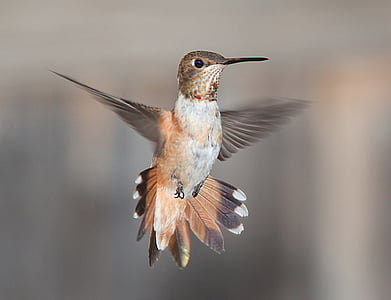 focus photography of brown hummingbird thumbnail