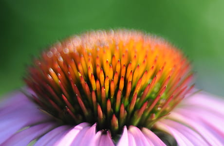 close-up view, flower, close to, coneflowers thumbnail