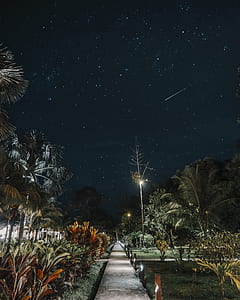 photo of trees under black sky thumbnail