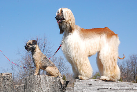 Afghan Hound and Border Terrier thumbnail
