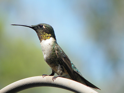 white and green hummingbird thumbnail