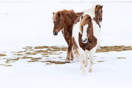three horses thumbnail