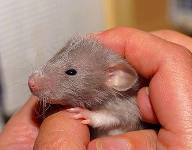 person holding gray mouse thumbnail
