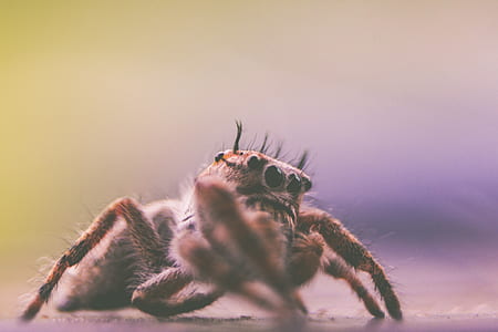 closeup photo of a brown leaf spider thumbnail