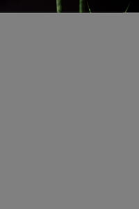 plant, minimal, green, black background thumbnail
