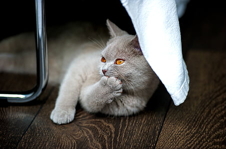 short-fur brown cat thumbnail