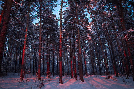 snowy forest thumbnail