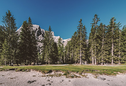 green leafed trees and grey mountains under blue sky thumbnail