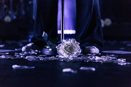Photo of White Flower on Floor thumbnail