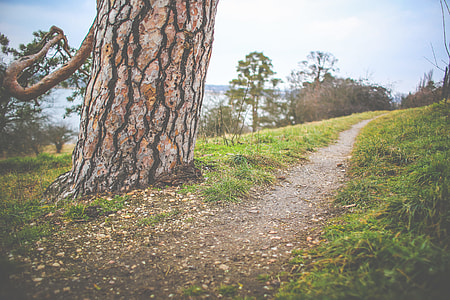 Winter Path Beside a Tree thumbnail