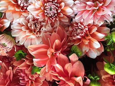 close up photography of pink dahlia flowers in bloom thumbnail