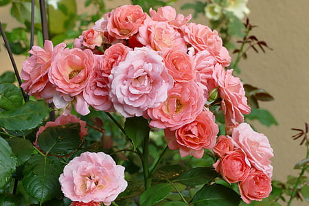 macro shot photography of pink flowers thumbnail