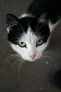 Close-up Portrait of Cat thumbnail