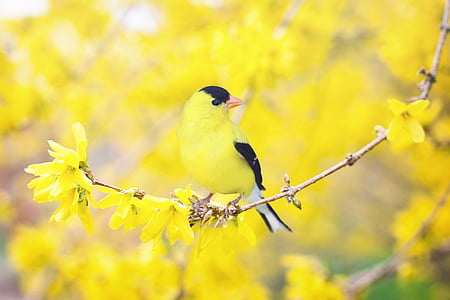 tilt shift lens of yellow and black bird on brown flower stem thumbnail