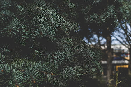 selective focus photography of pine tree thumbnail