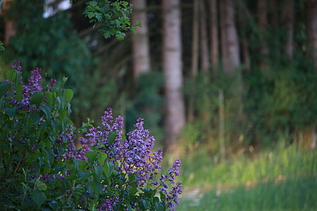 purple flowers near trees thumbnail