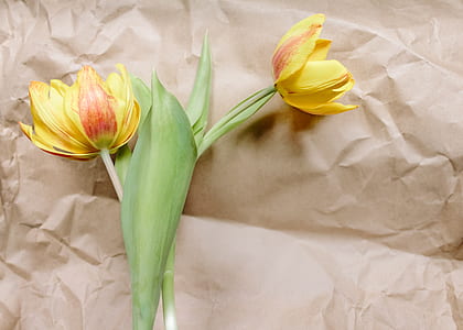 yellow flowers on white paper thumbnail