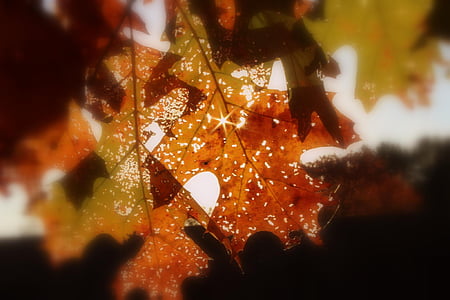 sun rays over brown leaves thumbnail