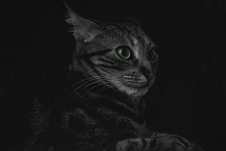 adult silver tabby cat thumbnail