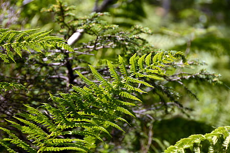 shallow focus photography of green plants thumbnail