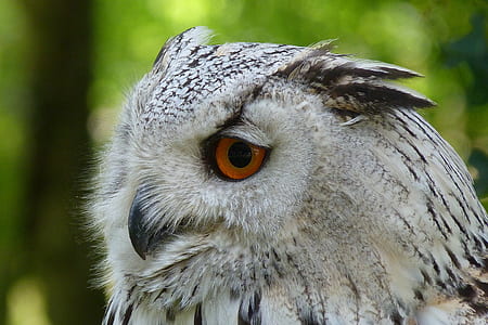 close-up photo of snowy owl thumbnail