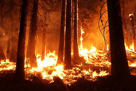 forest fire wallpaper thumbnail