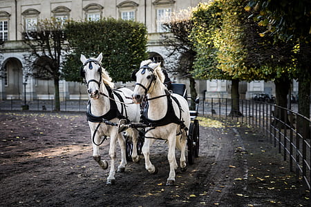 two white horse walking on street thumbnail