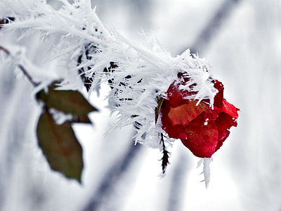 red rose with snow closeup photography thumbnail