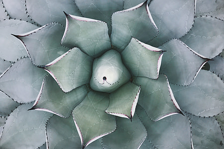Overhead shot of cactus plants thumbnail
