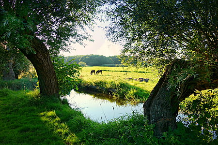 two animals on grass field near river with trees thumbnail