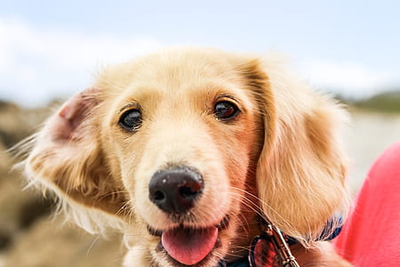 close up photo of long-coated brown puppy's face thumbnail