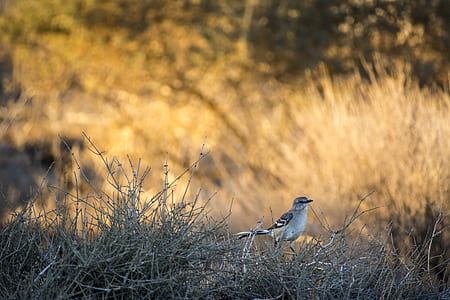 closeup photography of white-and-brown bird perched on twig at daytime thumbnail