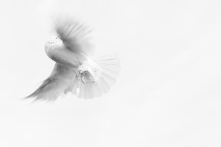 white dove thumbnail