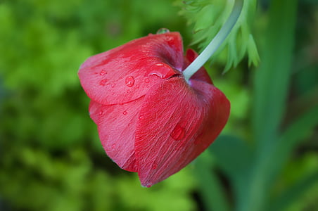 red rose thumbnail