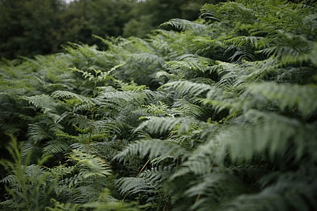 green plants thumbnail