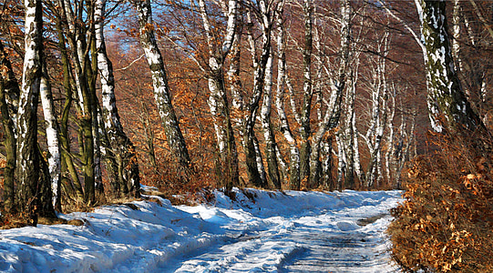 road covered with snow thumbnail