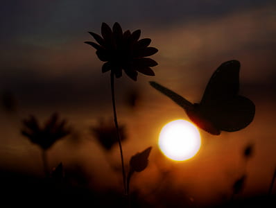 silhouette of butterfly during golden hour thumbnail